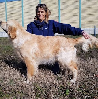 Maple Tree - Allevamento Golden Retriever e Pensione per cani e gatti