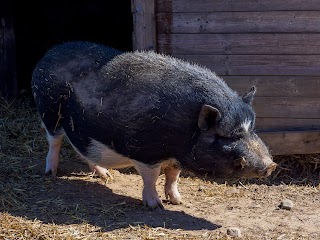 Fattoria Capre e Cavoli