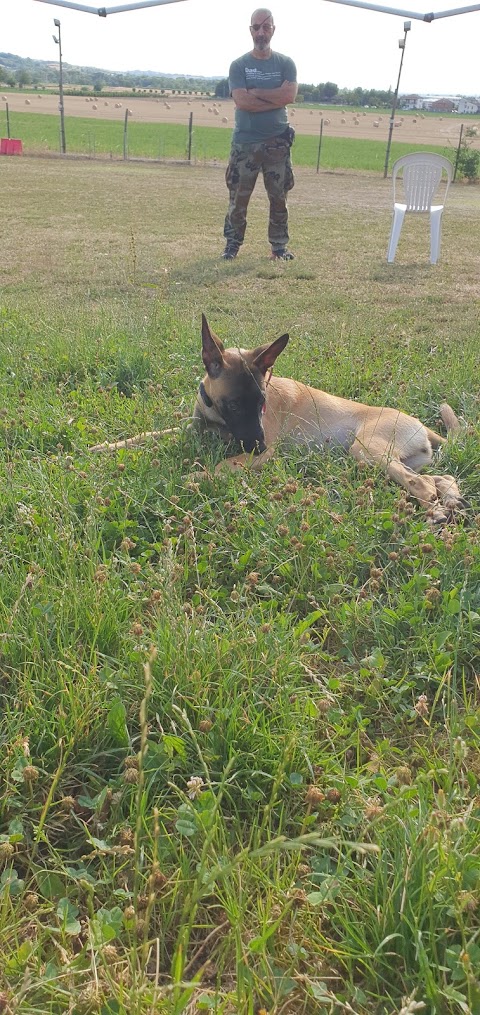 Wolf Hill Dog Training Center