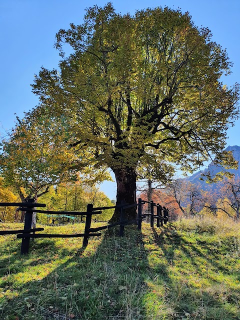 Sentiero Grandi Alberi