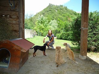 pensione cani e gatti