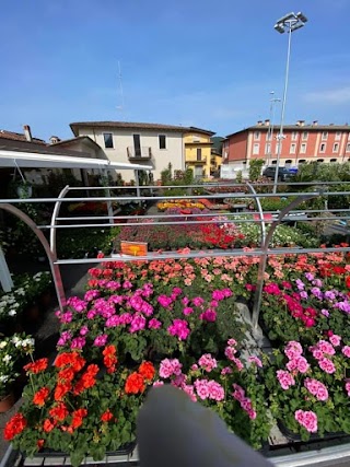 Il fiore il supermercato dei fiori