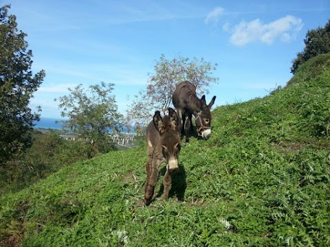 Fattoria IL TRIS