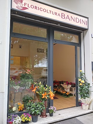 Floricoltura Bandini