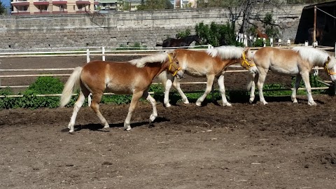 Centro Regionale di Incremento Ippico