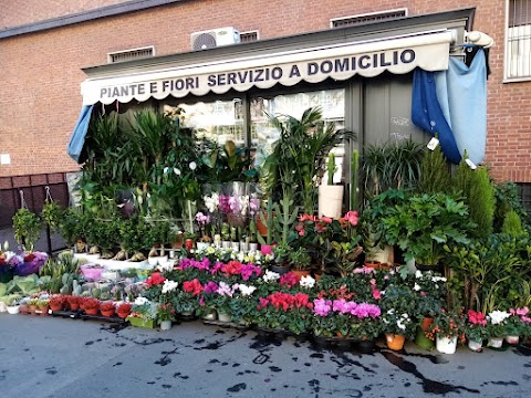 Piante E Fiori Servizio A Domicilio Di Haque Didarul Flowers