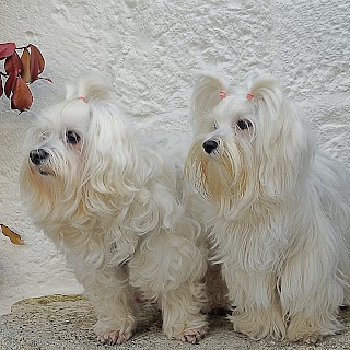 Ambulatorio Veterinario Dott Gianfranco Loparco