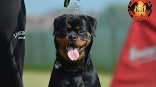 Allevamento Rottweiler e Pastore malinois TORINO ausderKrummholz- centro cinofilo la tana dei lupi