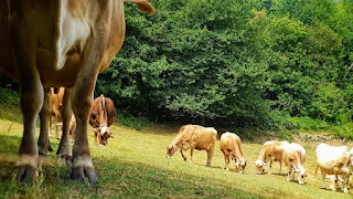 Azienda Agricola Lavagè