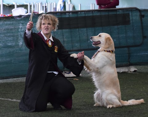 Allevamento Golden Retriever - Pensione per cani Neverland