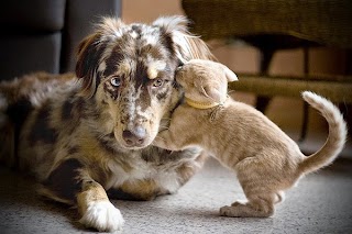 Ambulatorio Veterinario Dall'Onore