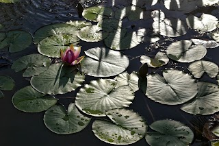 Biopool Garden di Nicola Dalla Brea