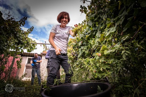 Cantina e Distilleria Artigianale Ricasoli - "Le Vigne del Capitano"