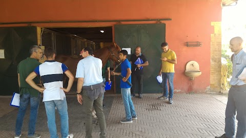 Ciampoli Dr. Raffaello Clinica Veterinaria Il Ceppo Equine Hospital