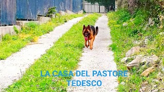 La Casa Del Pastore tedesco