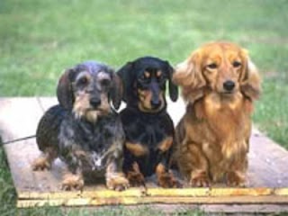 Ambulatorio Veterinario Arca di Noè Dr. Massimo Perazzetta