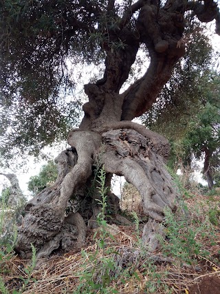 madonna Di Grottole