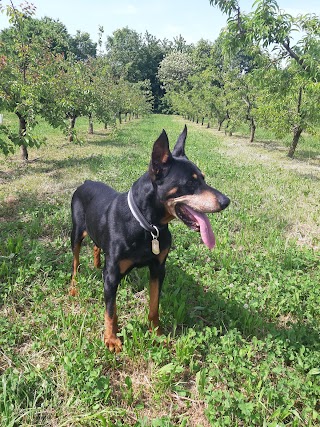 Ambulatorio Veterinario Curno di Stopelli Dr. Marco