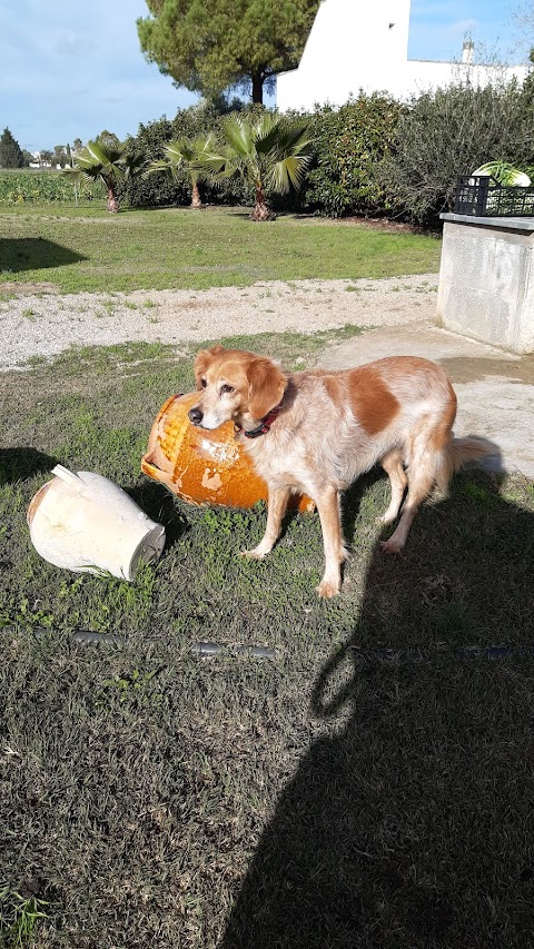 Pensione/Asilo per cani di Salvatore Congedo