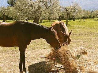 Raidho Healing Horses