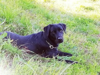 Bernardini Federico veterinario