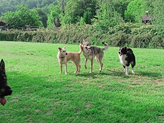 Dog resort vda centro cinofilo