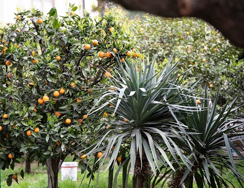 B&B L' ALbero di giada