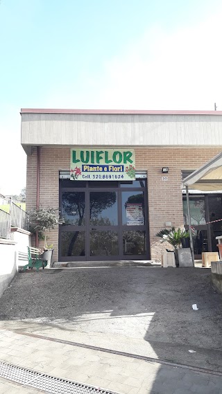 Luiflor