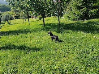 Pensione Cani - Allevamento Le Principesse Dei Giacchini Pettini Laura