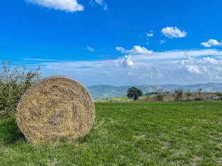 Pensione Cani e Gatti Morinorum