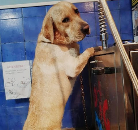 DOG SHOWER BAGNI E TOSATURE SERVITI O SELF SERVICE H24