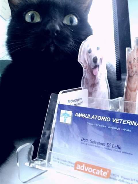 Ambulatorio Veterinario Dott. Di Lello Salvatore