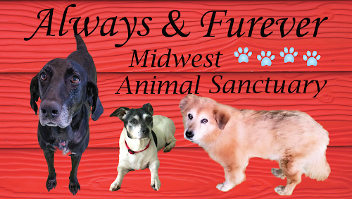 Always & Furever Midwest Animal Sanctuary