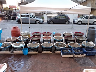 Pescheria Il Piccolo Tirreno di Enzo e Rosy