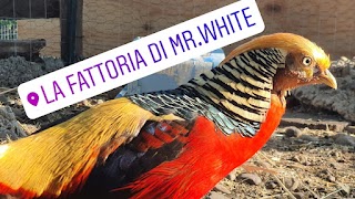 Fattoria di Mr. White