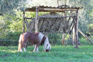 Agrinido Forocassio