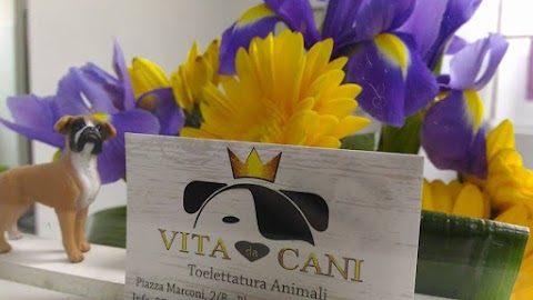 Vita da Cani - Toelettatura Pramaggiore