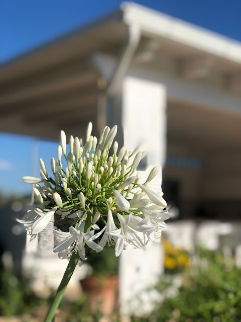 Trullo Genesi