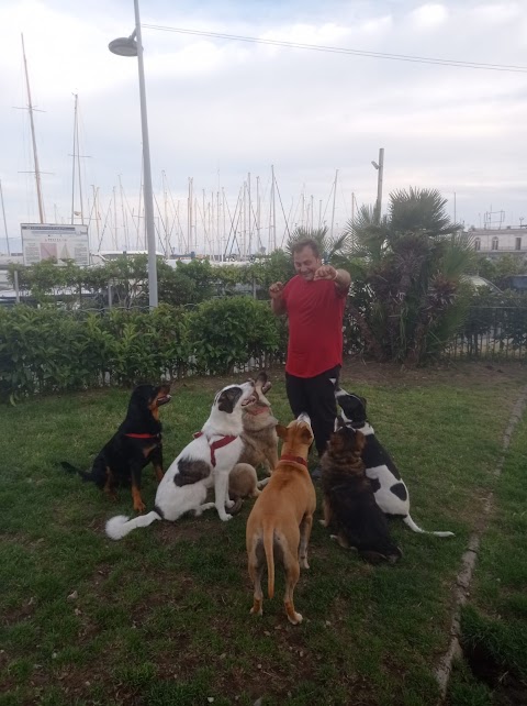 DOG Sitter - Domenico