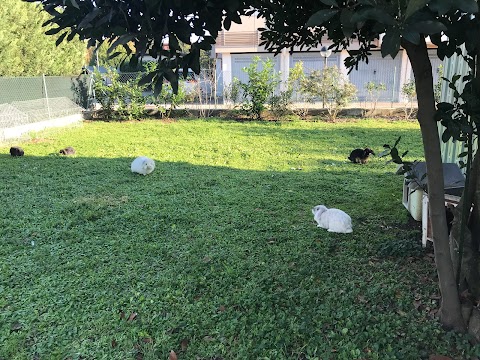 Asilo Nido Famiglia - I NANETTI NEL GIARDINO