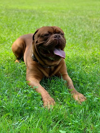 Amici sinceri pensione per cani