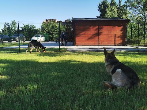 Centro Cinofilo Dogs' College