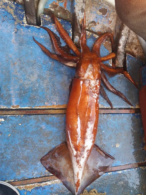 Pescheria Il Pellicano di Cettino Trifiletti