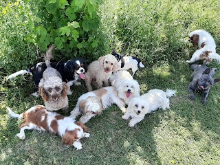 CINOFILA FOLGORE - ADDESTRAMENTO CANI - PENSIONE CANI - SOGGIORNO