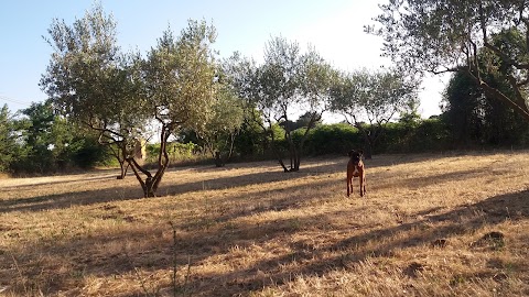 Casale del sor Vincè