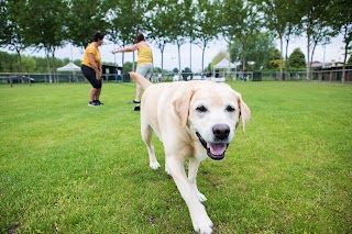 Alessandro Naidi Dog Trainer