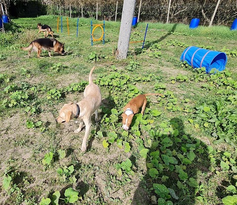 Addestramento e Pensione per Cani