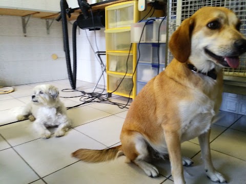 Tutto Per Il Cane Bollo Bello Di Carvelli Raffaele