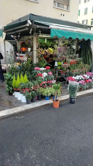 Fioraio via Oderisi da Gubbio45