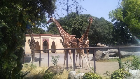 Recinto delle giraffe